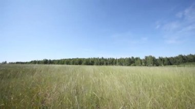 Yüksek otların arasında alan Panoraması