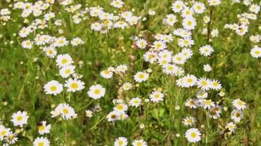 Camomiles rüzgarda sway