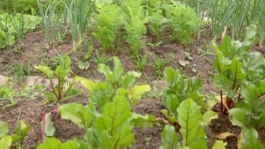 Taze soğan ve diğer bitkiler