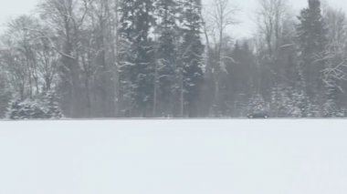 Araba sürmek forest yakınındaki yolda