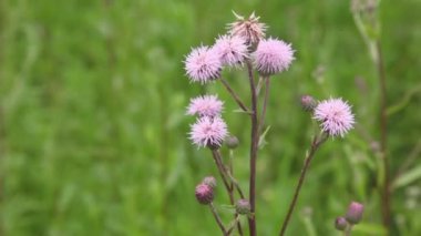 Kır çiçeği sways