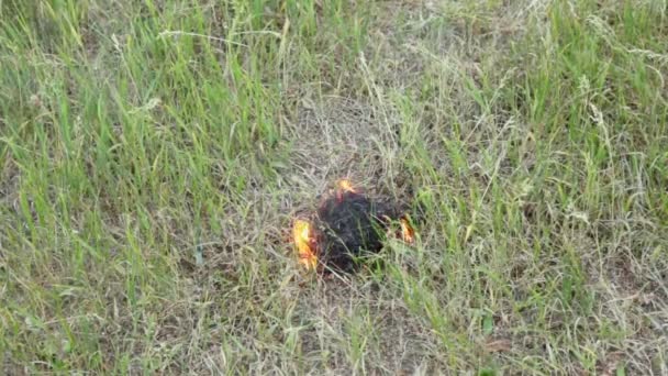 Grass burns with smoke — Stock Video