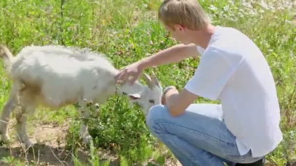 Boy pats goatling — Stock Video