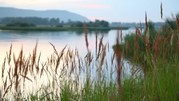 Lake landscape with stalks — Stock Video