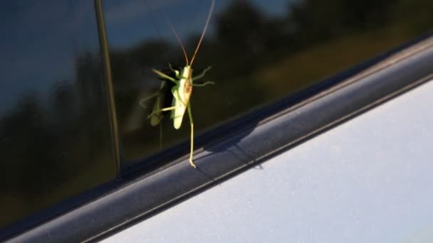 Green grasshopper on car glass — Stock Video