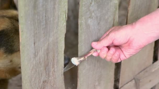 Man's hand feeds hond — Stockvideo