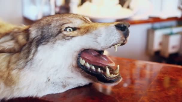 Stuffed wolf with coffee beans — Stock Video