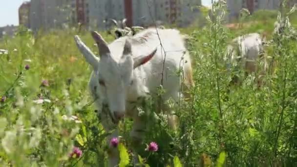 Wenige Ziegen weiden — Stockvideo