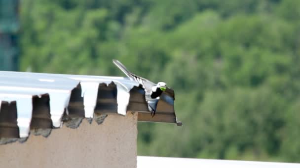 Pequeno pássaro wagtail com verme verde — Vídeo de Stock