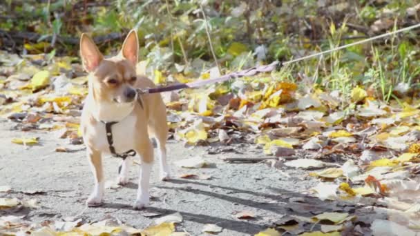 Cãozinho chihuahua — Vídeo de Stock