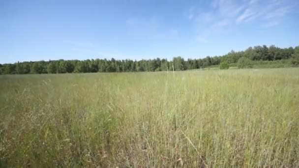 Paysage rural avec pelouse 