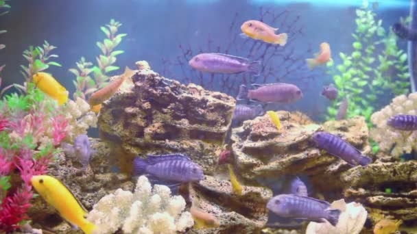 Muchos peces diferentes nadan en el acuario — Vídeo de stock