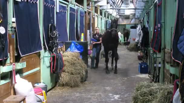 Wrangler clean horse in barn — Stock Video