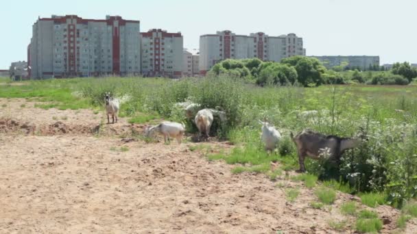 Goats graze near high buildings — Stock Video
