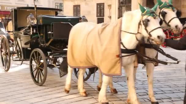 Kočí snímá koně — Stock video