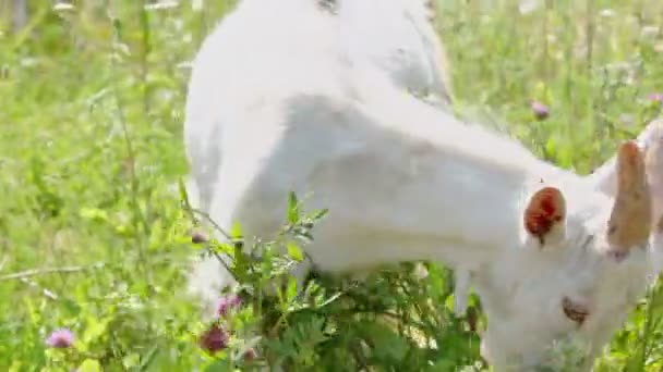 Выпас коз в траве — стоковое видео