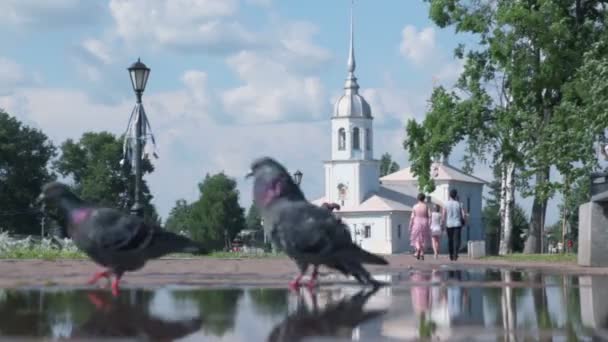 Zwei Tauben Fuß in der Nähe von Pfütze — Stockvideo