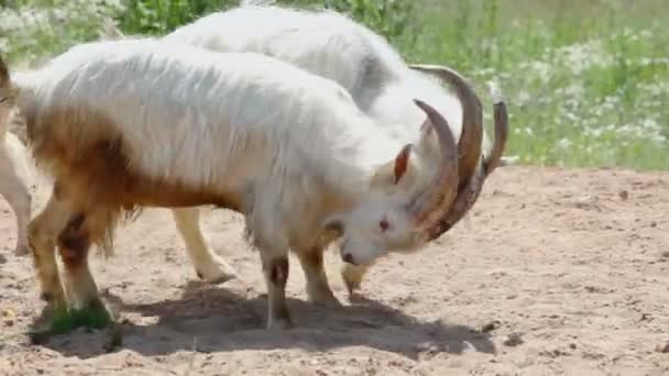 两只山羊战斗 — 图库视频影像