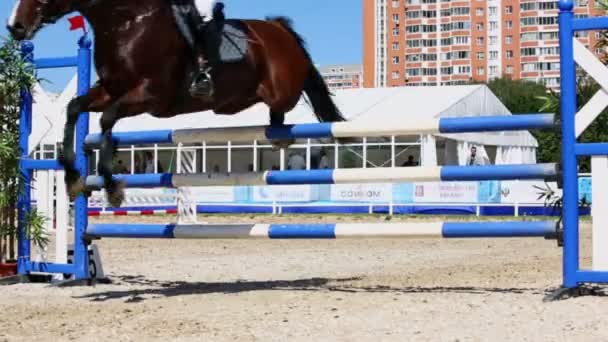 Jinete a caballo derribar la barra — Vídeo de stock