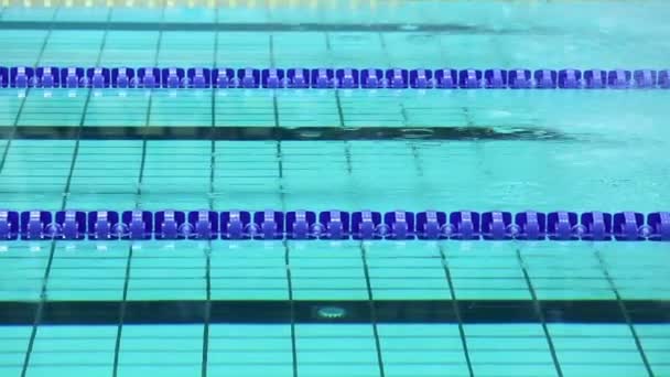 Several sportswomen swim in butterfly style — Stock Video