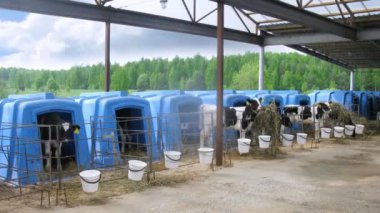 Yeni doğan calfs muhafazaları çiftliğinde