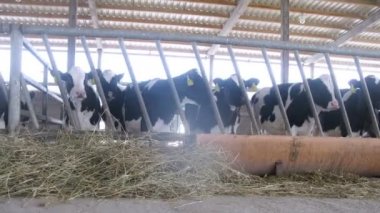 İnekler saman yemek muhafaza içinde