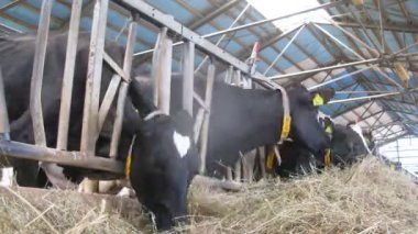 İnekler saman yemek muhafaza içinde