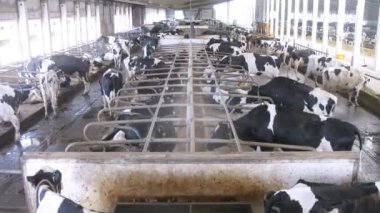 Birçok inekler çim yeme hayvancılık