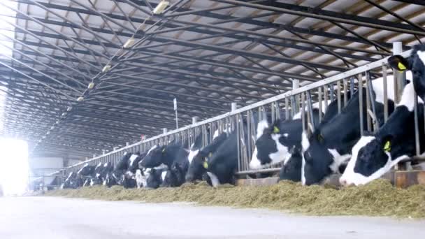 Vacas en recinto comiendo heno — Vídeo de stock