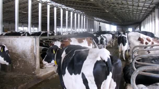 Vacas que descansam no recinto — Vídeo de Stock