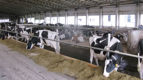 Felnőtt tehenek eszik szénát — Stock videók