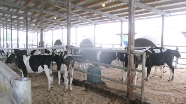 Cows in enclosure eating hay — Stock Video