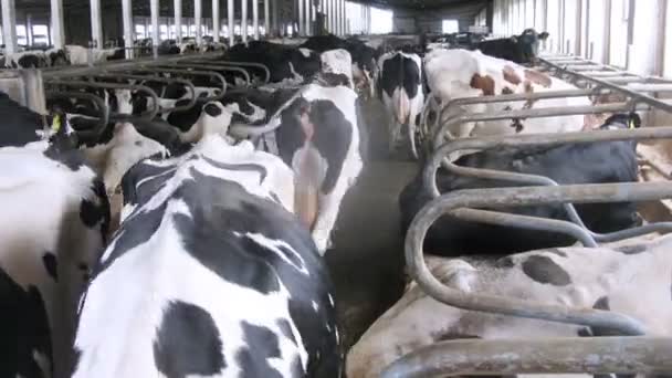 Nombreuses vaches dans des enclos à la ferme 