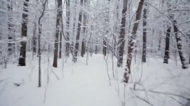 Kış günü ağaçların arasında hareket