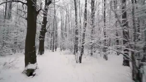 Movimento entre árvores na floresta — Vídeo de Stock