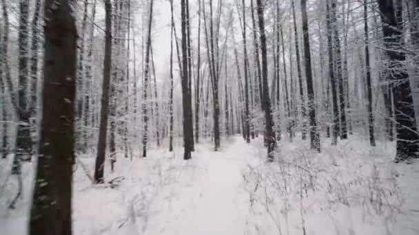 Движение среди деревьев в лесу — стоковое видео