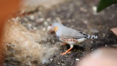 Şirin küçük Zebra Finch kuş