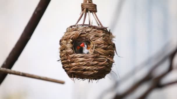 Помаранчевий cheecked Waxbill птахів — стокове відео