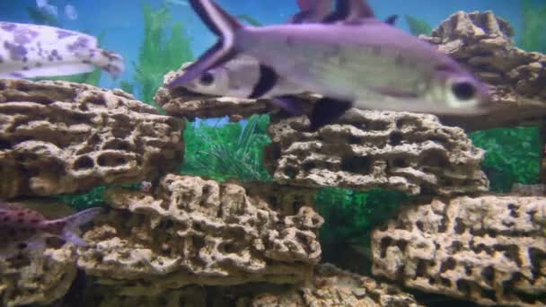 Риби плавають в акваріумі — стокове відео