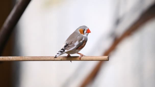 斑胸草雀的小鸟 — 图库视频影像
