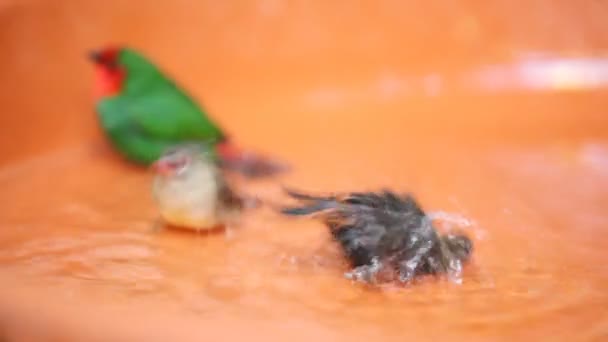 Üç adet çok renkli minik kuş — Stok video