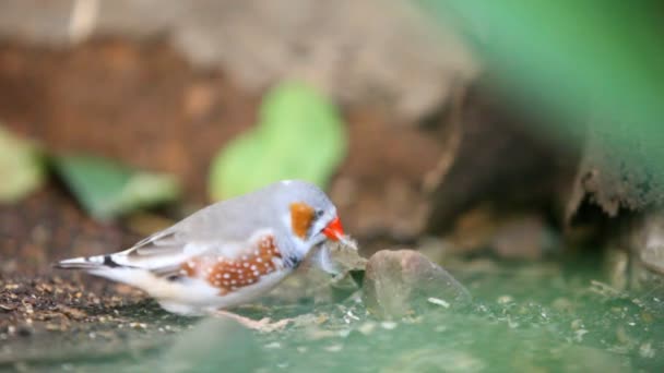 Mignon petit oiseau de bec-de-cire zèbre 
