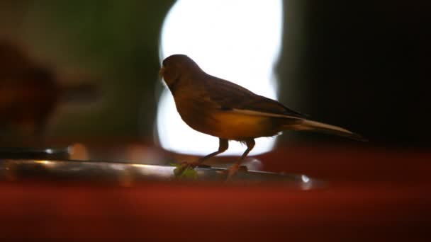 2 つの小さな軸尾 Finchbirds — ストック動画