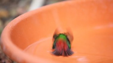 Elmas Firetail kuş