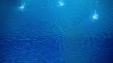 Sporcu dalışlar ve suda yüzüyor