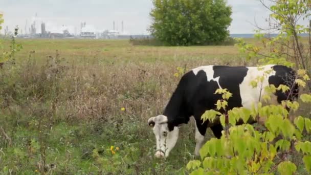 Mucca bianca e nera mangia erba — Video Stock