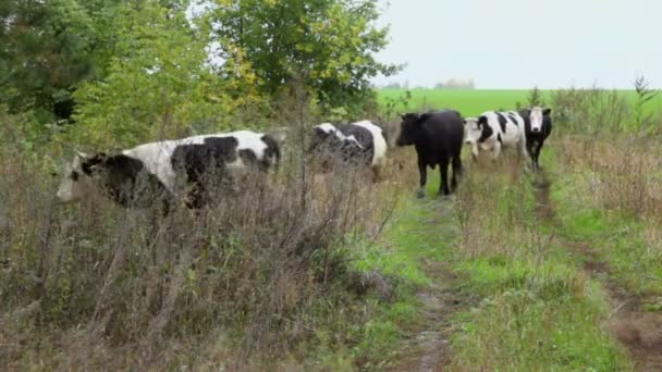 Cinco vacas caminham — Vídeo de Stock