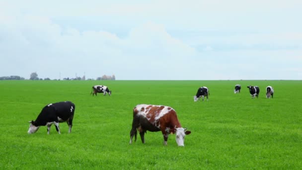 Sieben Kühe fressen Gras auf dem Feld — Stockvideo