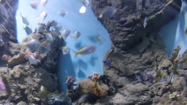 Birkaç balıkçı watertank içinde Yüzme