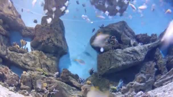 Muitos pequenos peixes nadando em tanque de água — Vídeo de Stock